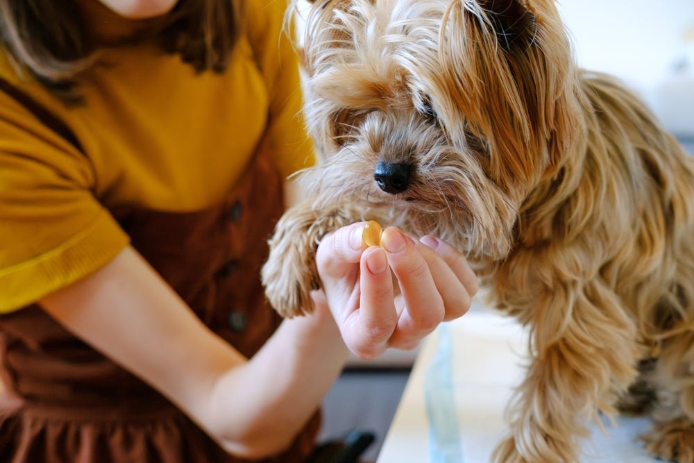 O ômega 3 para cachorro pode contribuir de diversas formas com a saúde do seu amigo de quatro patas