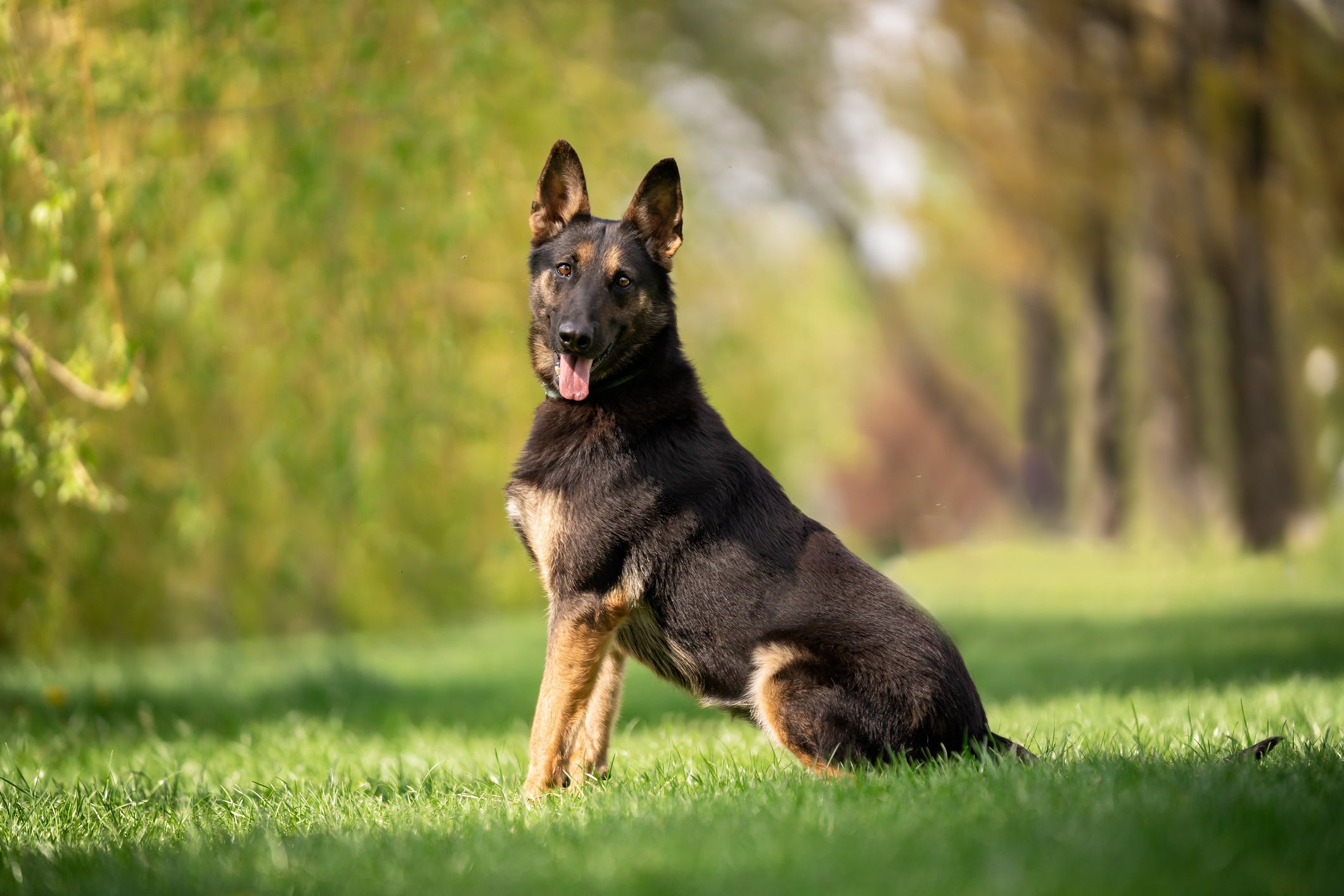 O Pastor Belga possui quatro linhagens distintas: Laekenois, Groenendael, Malinois e Tervueren 