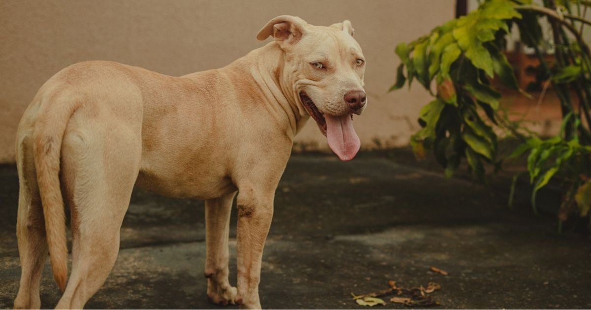 O Pit Monster é um cachorro de porte médio para grande bem imponente