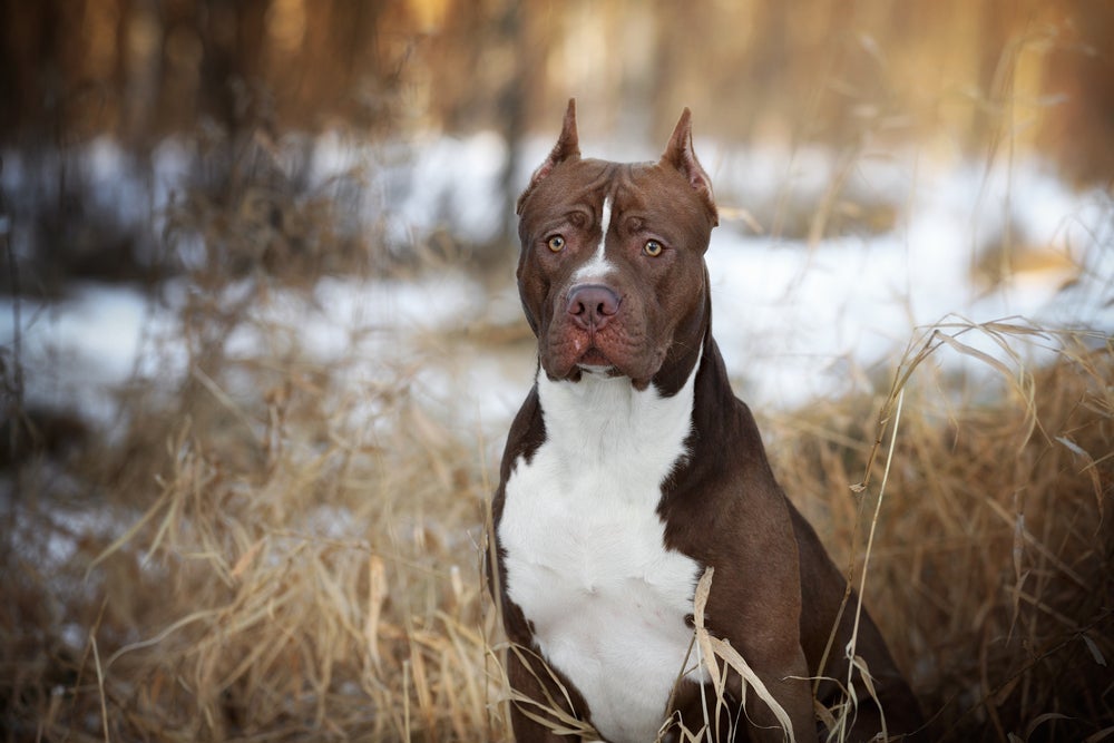 O Pitbull de orelha cortada é sinônimo de maus-tratos