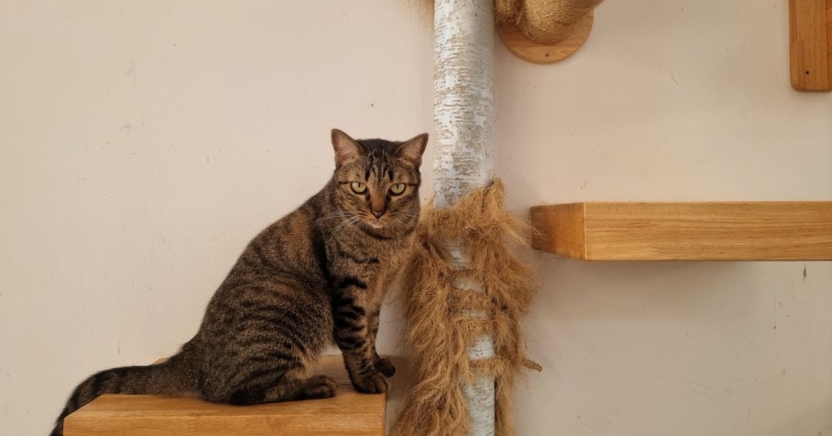 O playground para gatos é excelente para estimular e divertir o seu pet