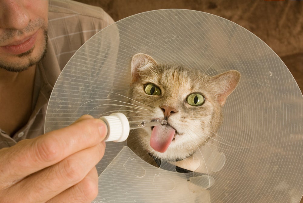 A dipirona para gato pode ser útil em casos de dor e febre no animal