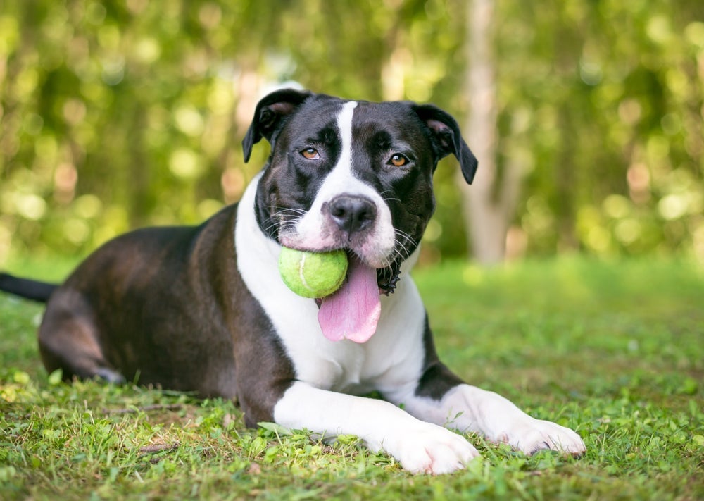 O motivo por que os cães adoram bolas de tênis tem a ver com os estímulos que o brinquedo proporciona