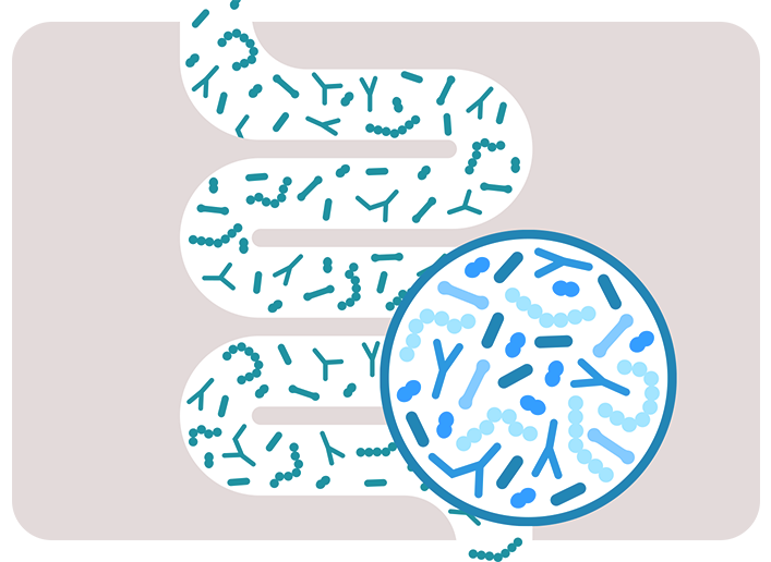 Fortalece la flora intestinal