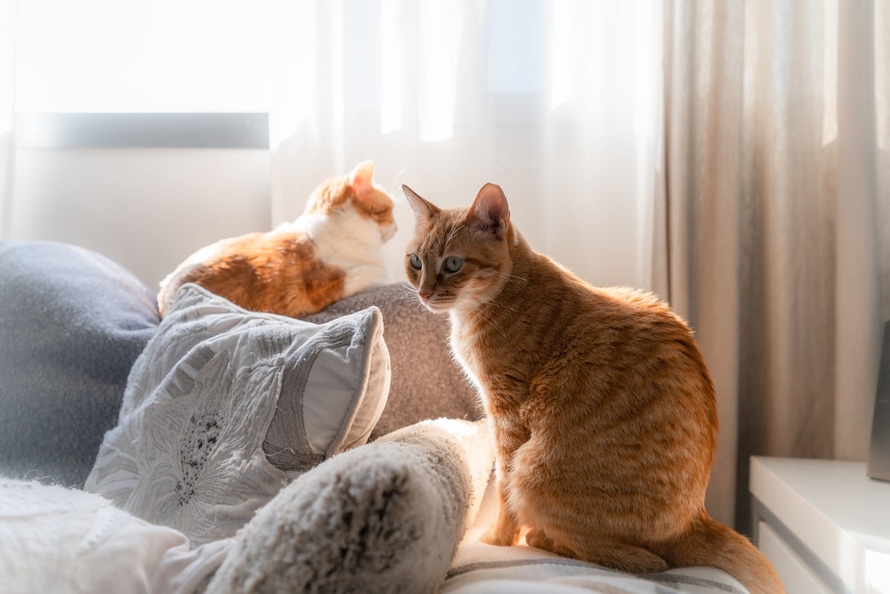 O tempo que um gato pode ficar sozinho vai depender de alguns fatores