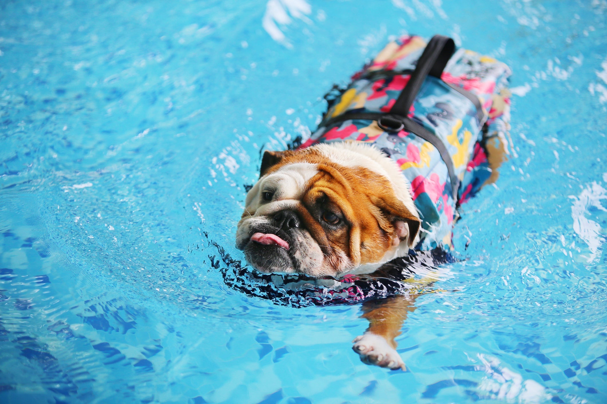 As raças de cachorro que precisam usar boia apresentam características físicas que limitam o movimento