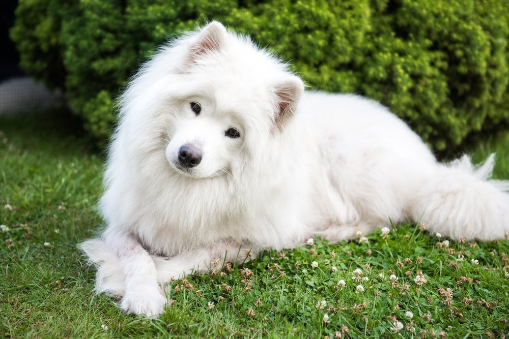 O Samoieda é um cachorro peludinho com personalidade gentil e amigável