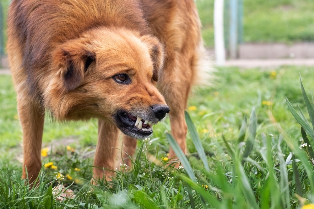 Se você sonhar com cachorro atacando ou mordendo, é importante saber o que isso significa