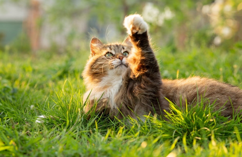 O significado de sonhar com gato vai depender de uma série de informações