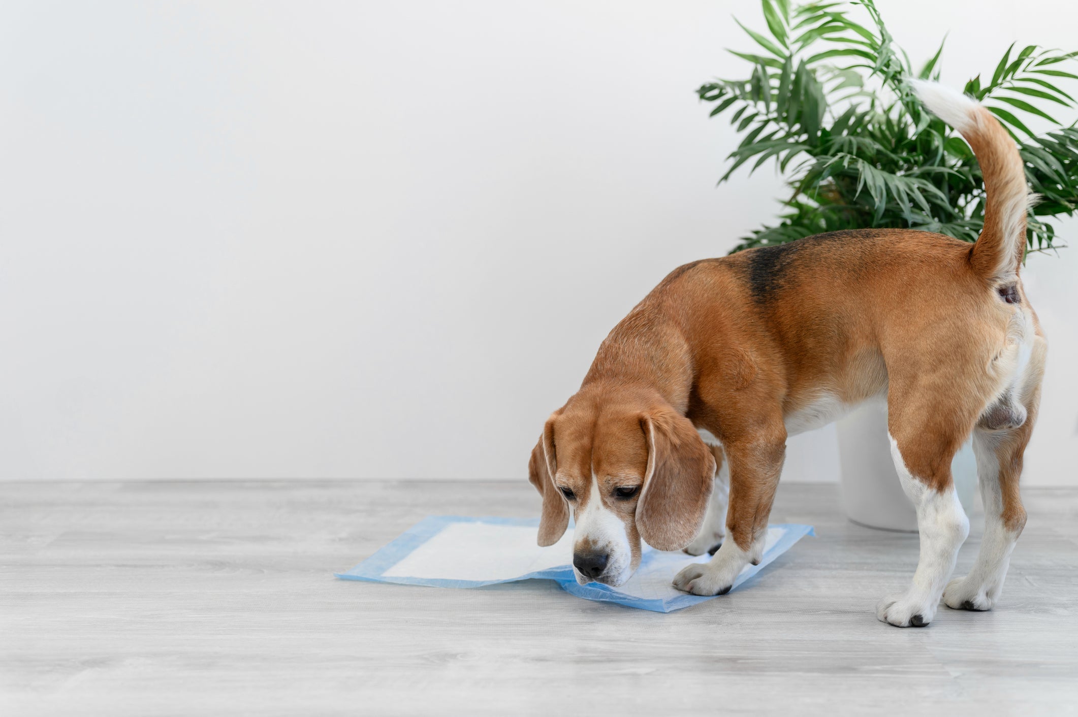 O tapete higiênico para cachorro é uma opção melhor do que o jornal para pet? 