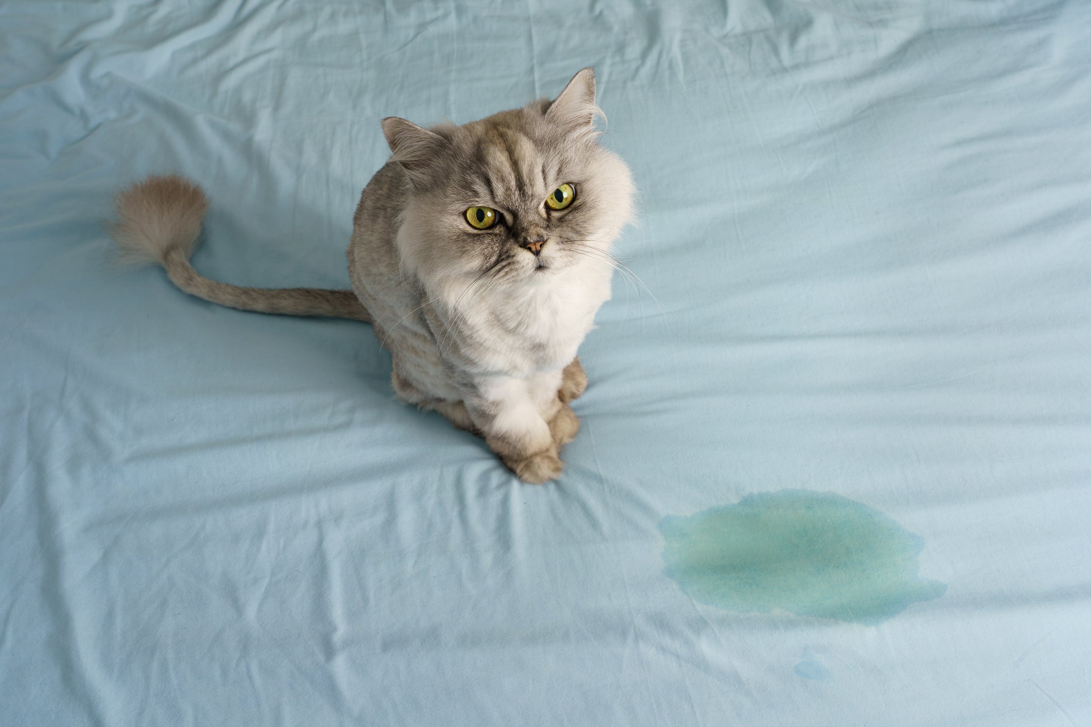O xixi de gato no lugar errado não é uma situação comum e indica algum problema