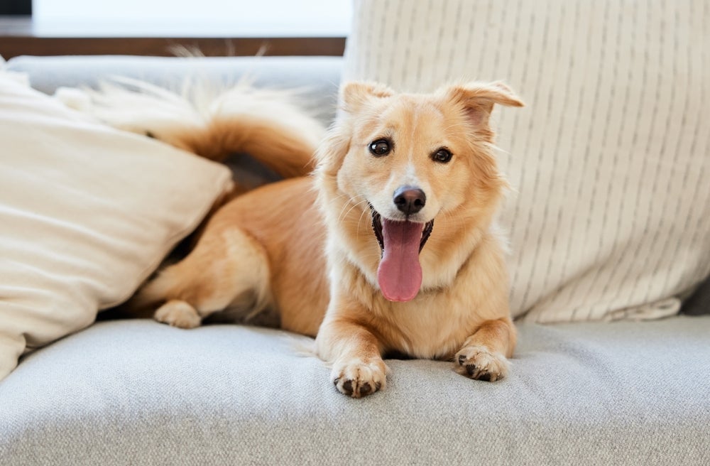 Veja algumas dicas para economizar antes de adotar um cachorro