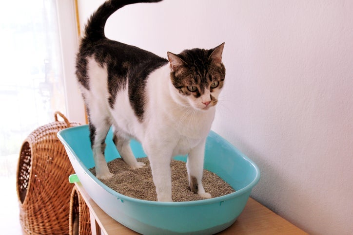 A areia para gato pode ser de diferentes tipos