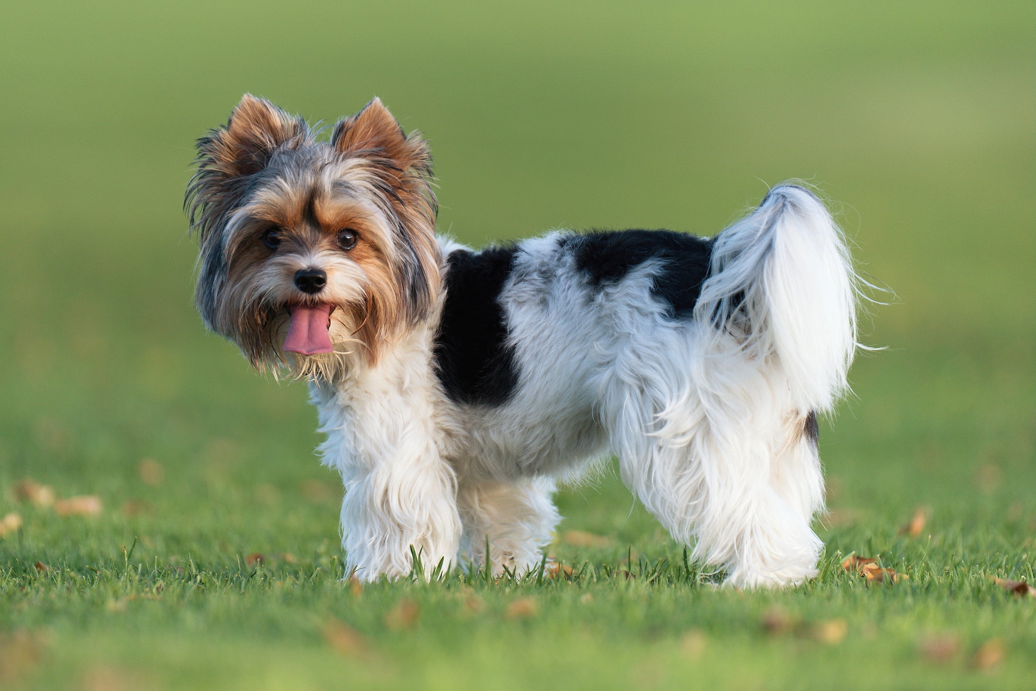 O Biewer Terrier é uma criada a partir do Yorkshire, e por essa razão, apresentam características muito semelhantes 
