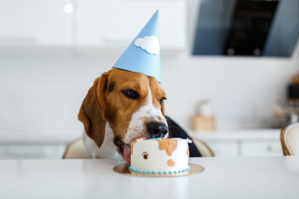 O bolo para cachorro não deve ser o mesmo bolo consumido por humanos