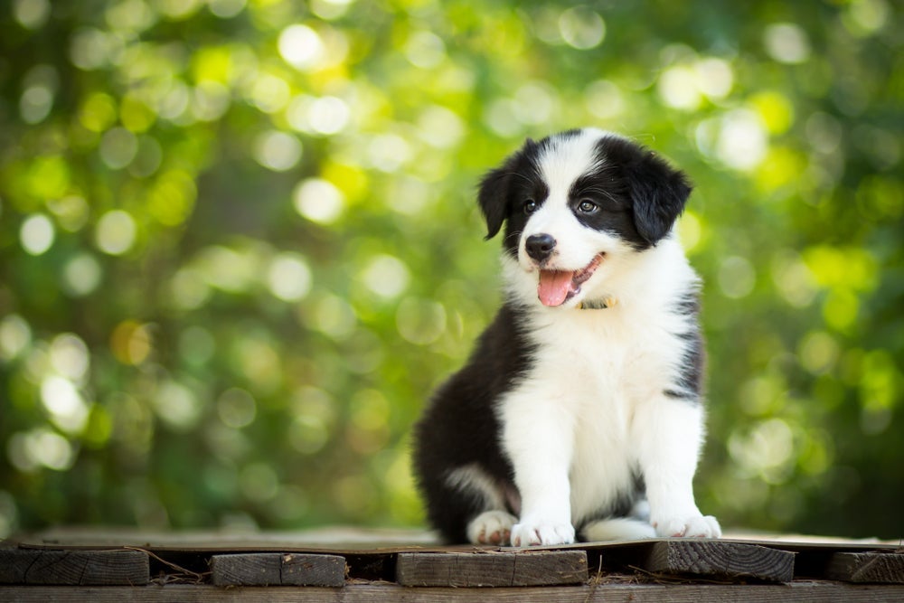 O preço do Border Collie filhote pode variar de acordo com alguns fatores