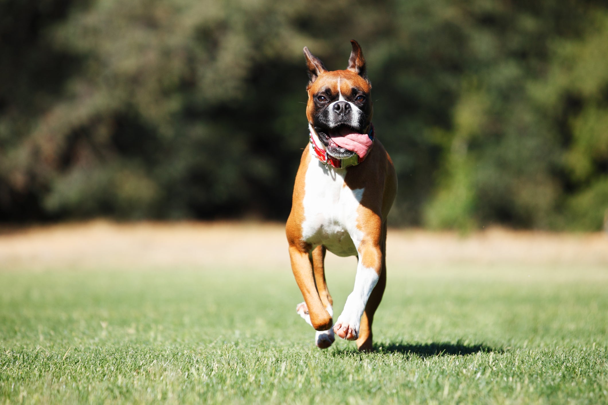 O cachorro Boxer é cheio de curiosidades interessantes