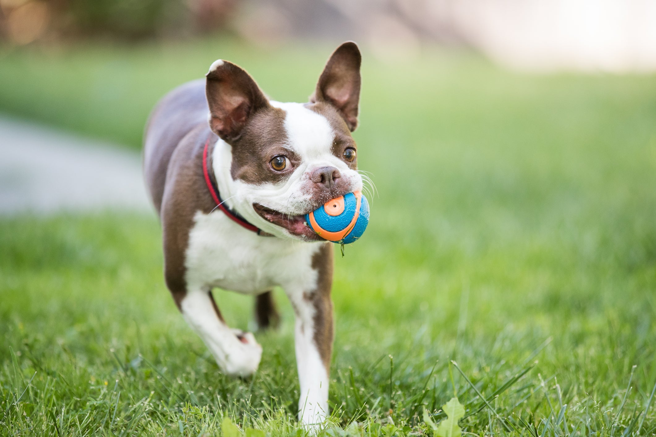 A bolinha é um dos brinquedos para cachorro mais populares que existe