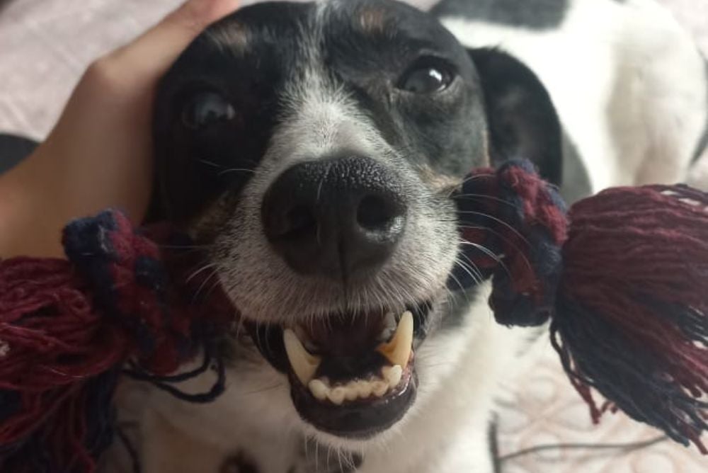 Alguns brinquedos para cachorro simplesmente têm o coração dos nossos peludos! (Foto: Arquivo Pessoal)