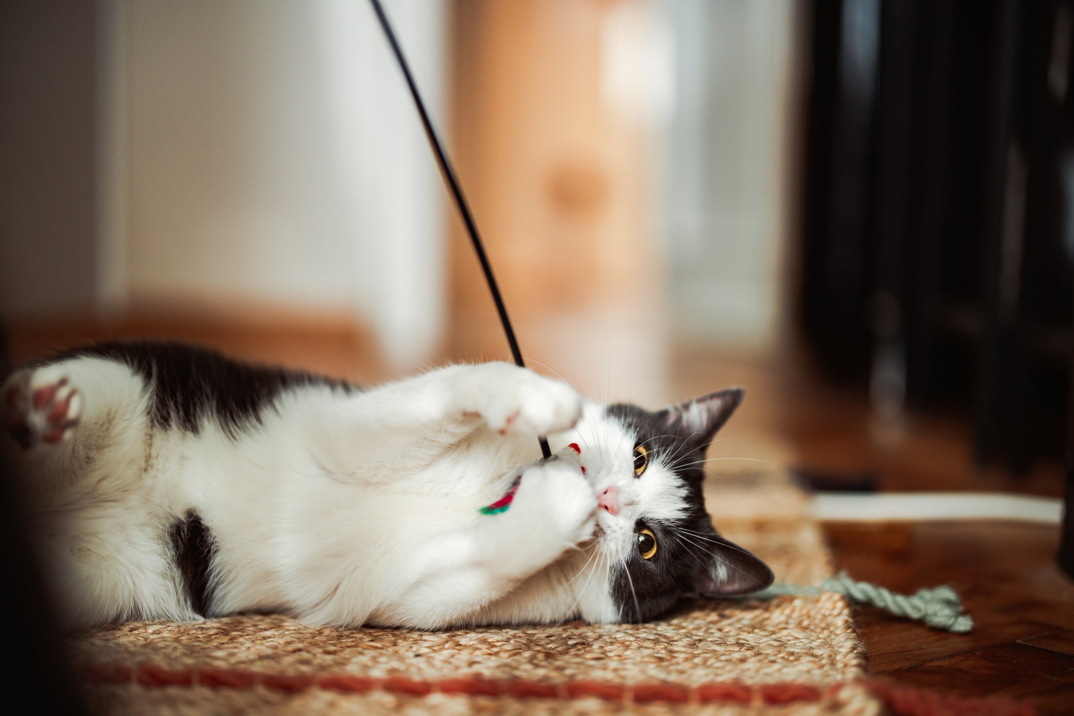A variedade de brinquedos para gatos é enorme, e alguns acessórios se destacam no universo felino
