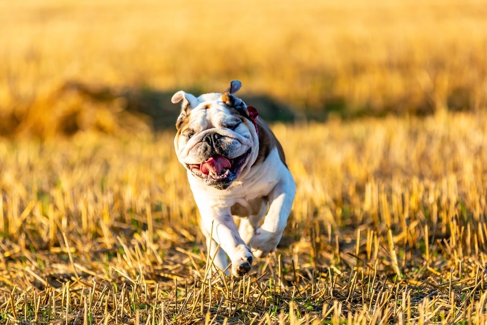 O Buldogue Inglês é um cãozinho de porte médio 