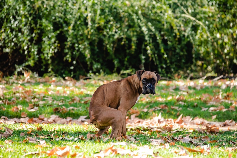 Confira as principais causas do cachorro com diarreia