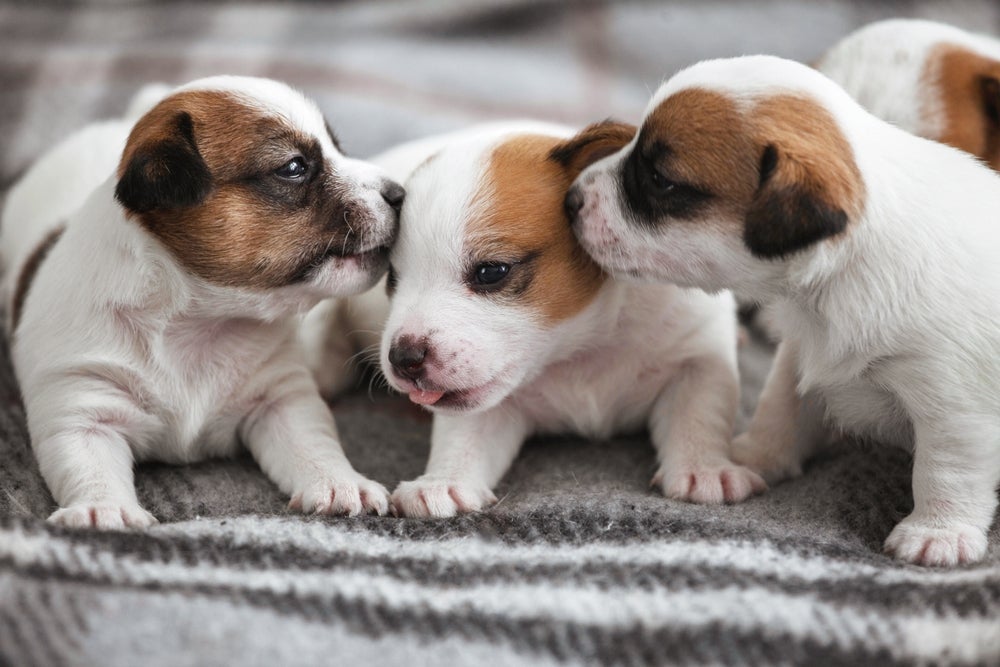 O cachorro filhote precisa de uma série de cuidados especiais nas primeiras semanas de vida
