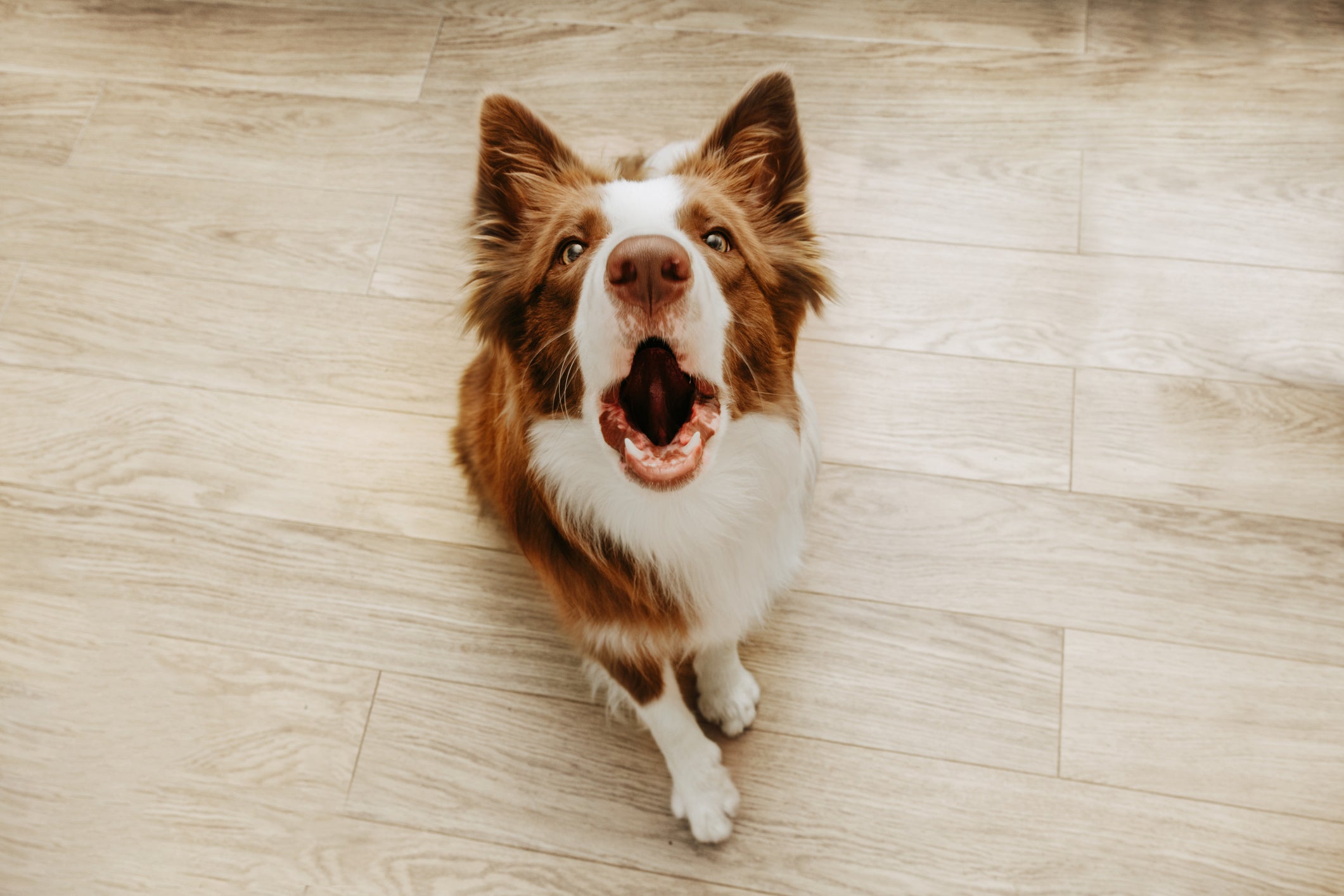 Descubra curiosidades por trás do cachorro latindo