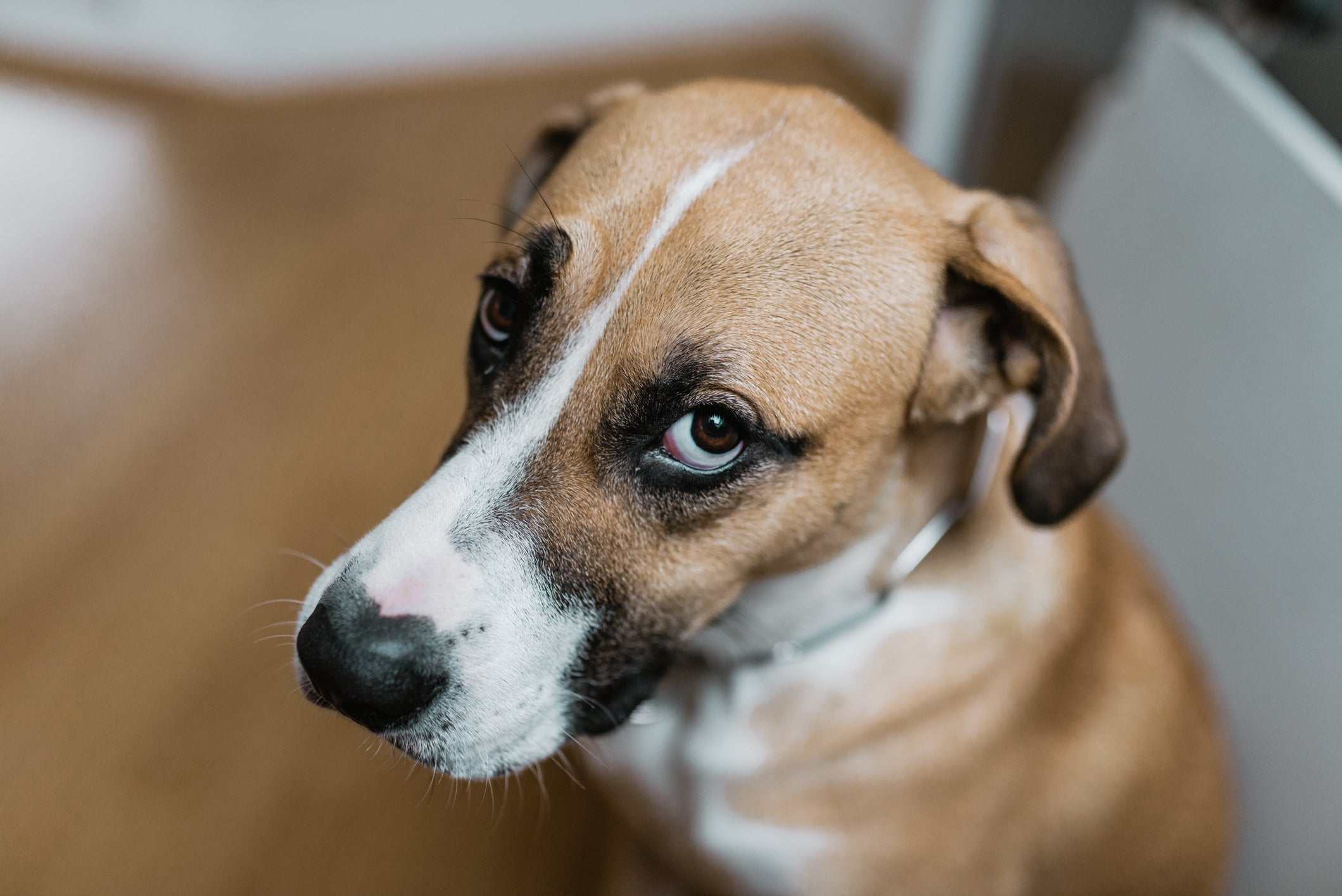 Cachorro tem dor de cabeça? Descubra se os peludos também sofrem com esse problema