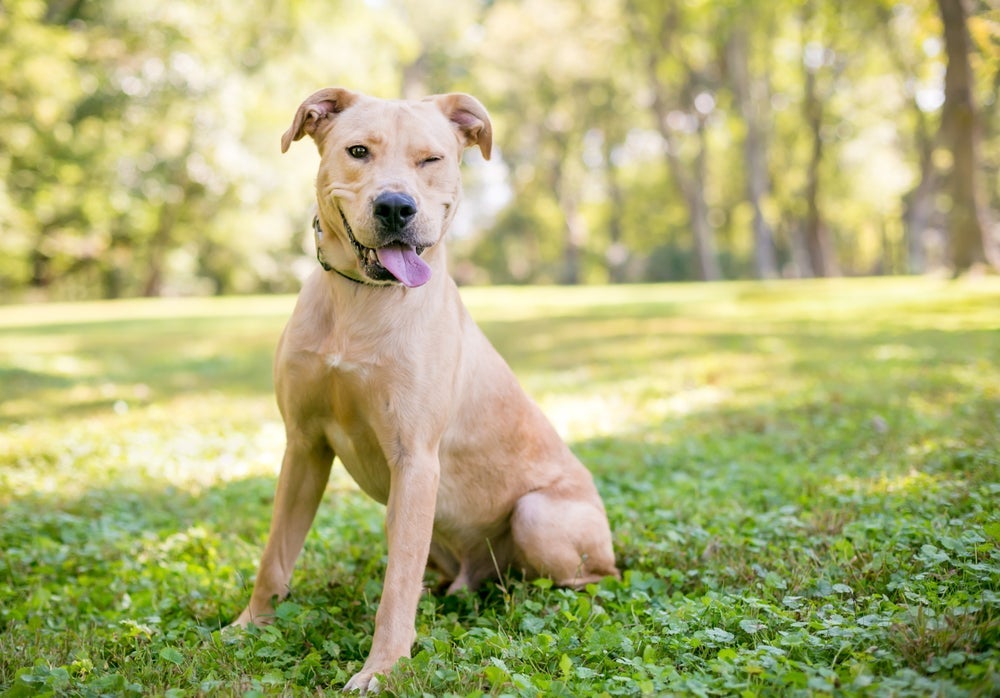 O cachorro vira-lata é dócil, brincalhão e amigável 