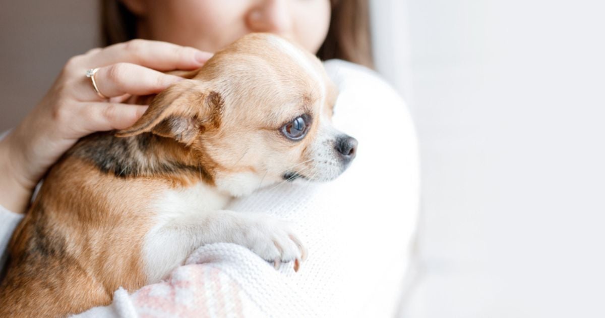 O cachorro pode vivenciar alguns 'sentimentos' que os humanos conhecem bem
