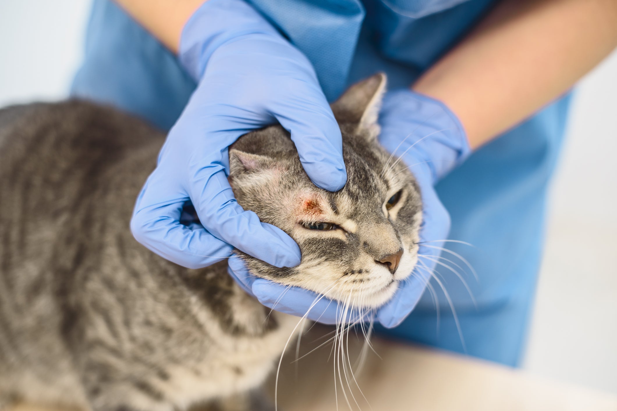 Existe mais de um tipo de câncer de pele em gatos