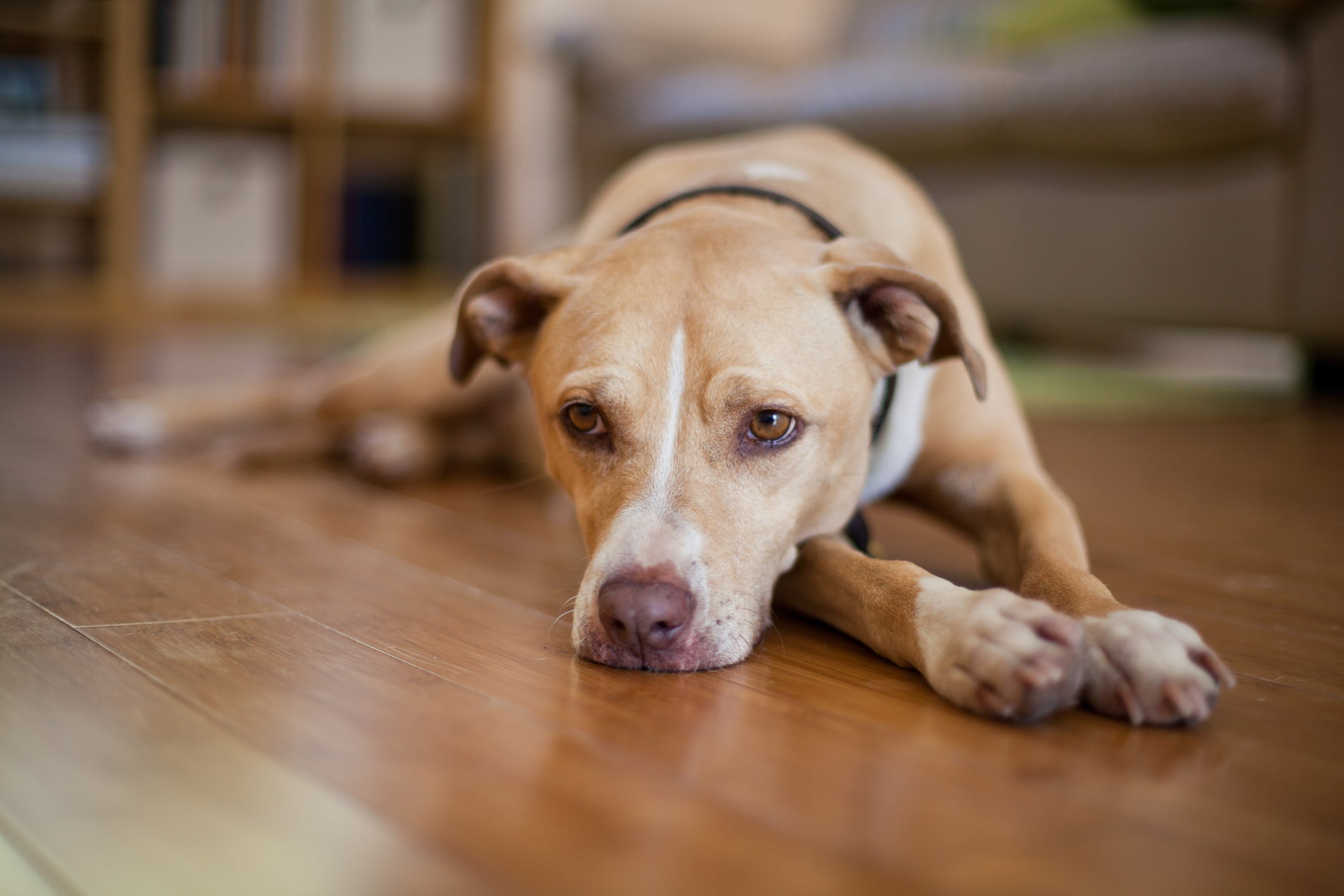 Conhecer as causas do câncer em cachorro pode ajudar a evitá-lo 