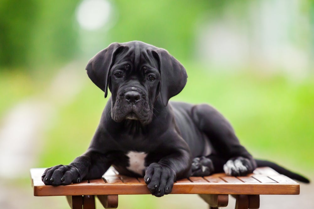 O preço do Cane Corso filhote varia, mas não é dos mais caros