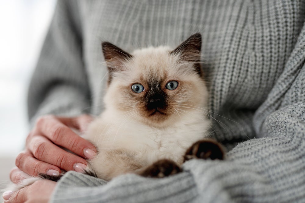 Aprender como cuidar de gato filhote não é tão difícil quanto parece