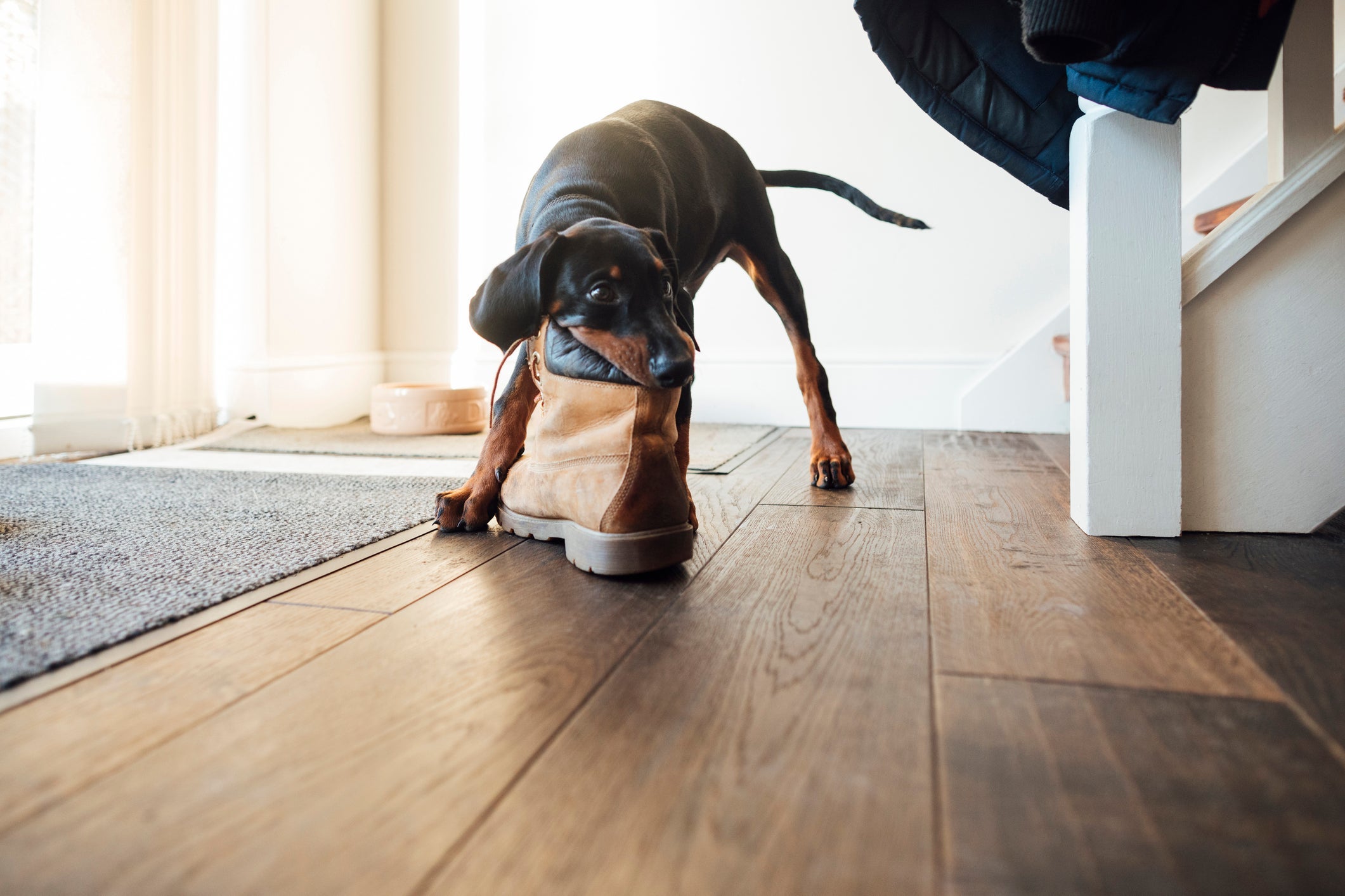 O comportamento canino de roubar objetos do tutor é muito comum