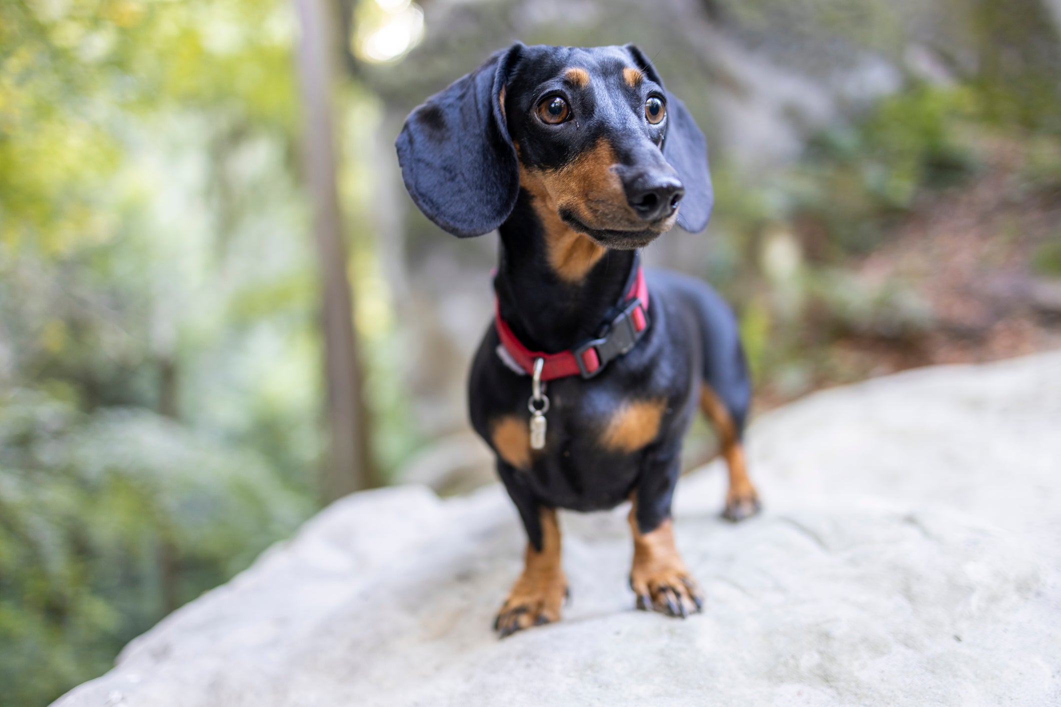 Confira quais são as 10 raças de cachorro com perna curta mais famosas