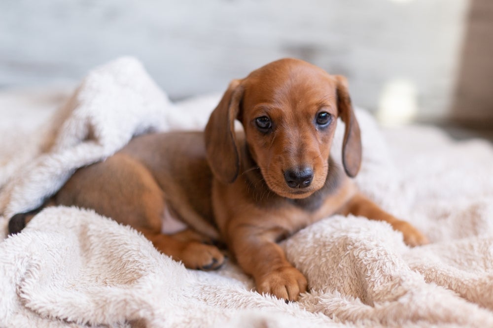 O preço de um Dachshund filhote pode variar de acordo com as características do pet
