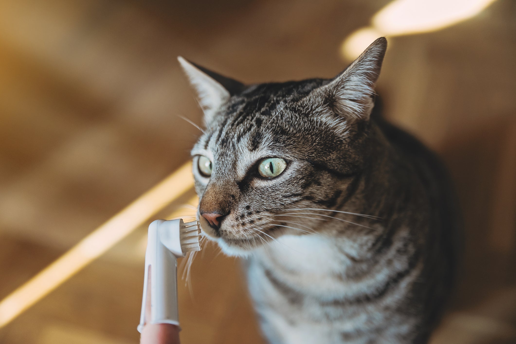 O dente de gato filhote também precisa ser escovado