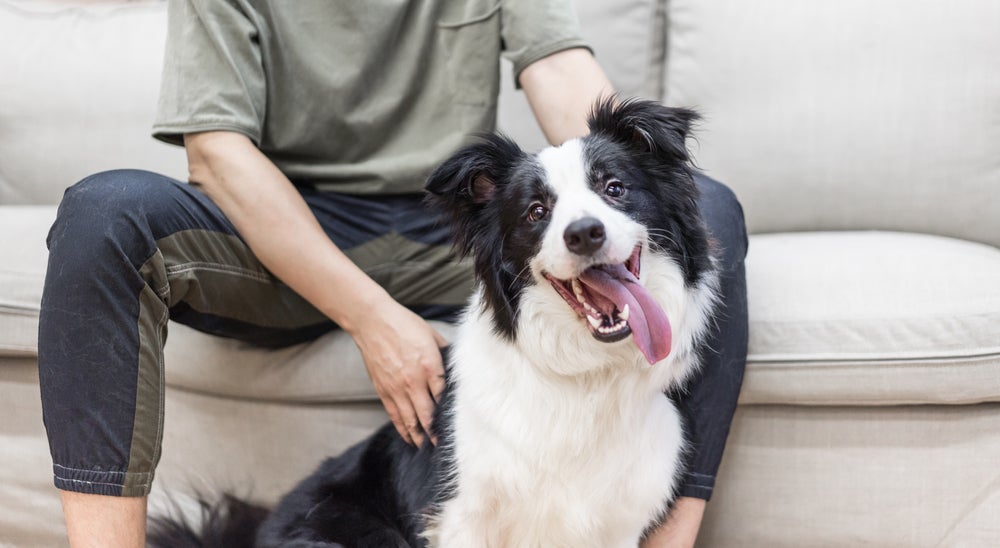 No Dia do Cachorro, conheça quais raças são as preferidas dos brasileiros