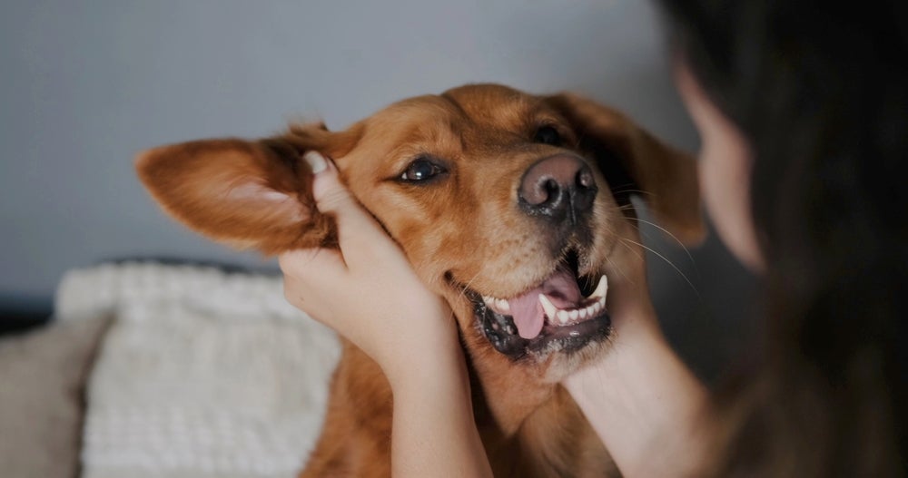 O Dia Mundial do Cachorro celebra a existência do melhor amigo do homem