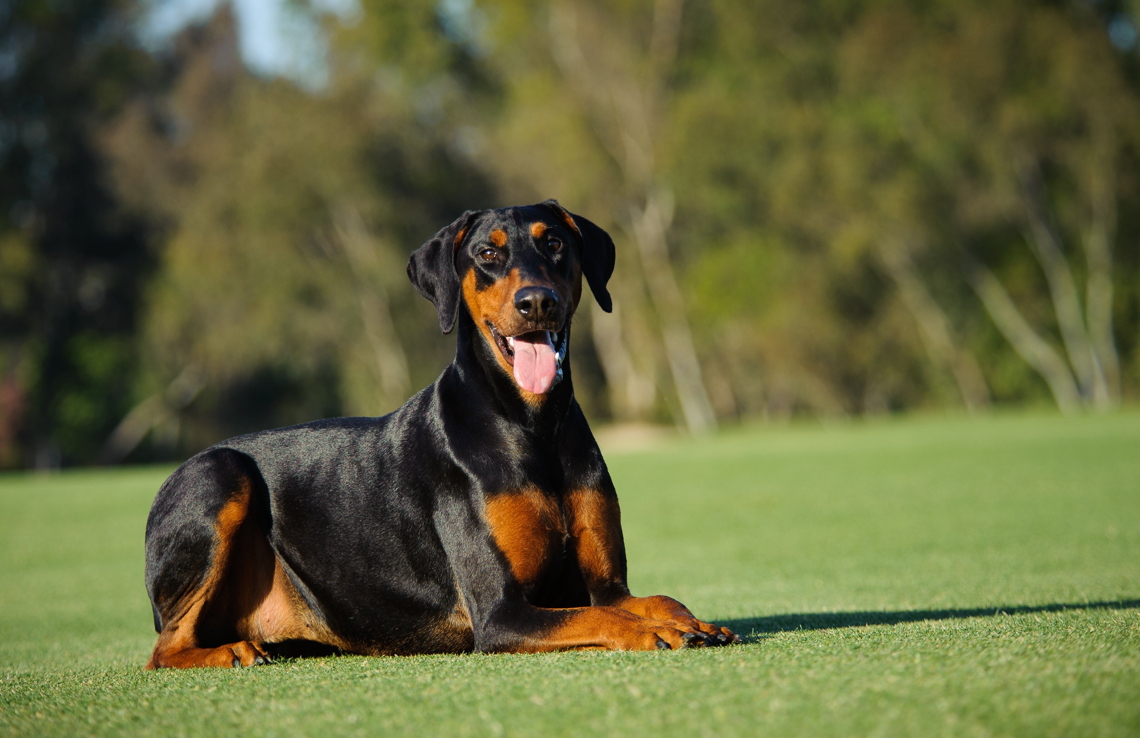 As orelhas naturais do Doberman não são em pé