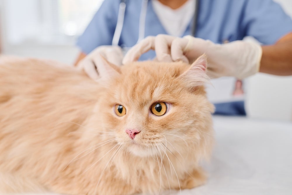 A doença renal crônica pode afetar bastante a qualidade de vida dos pets