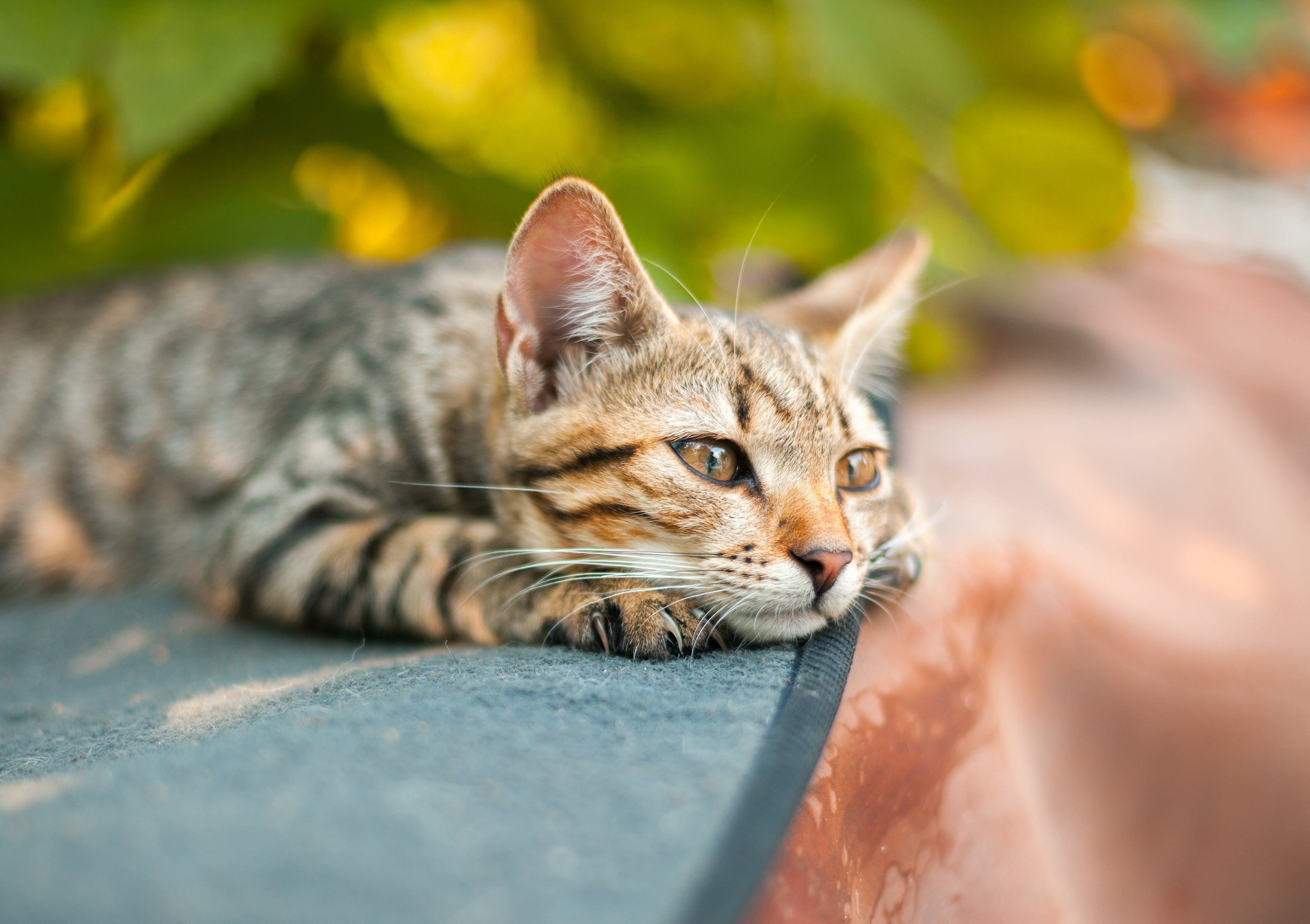 Algumas doenças de gato podem diminuir consideravelmente a expectativa de vida