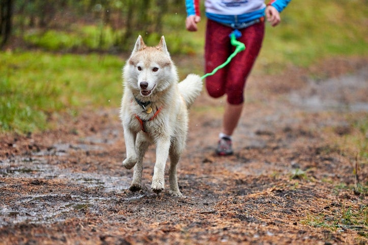 Essas raças de cachorro são ideais para você que quer companhia para uma rotina de esportes