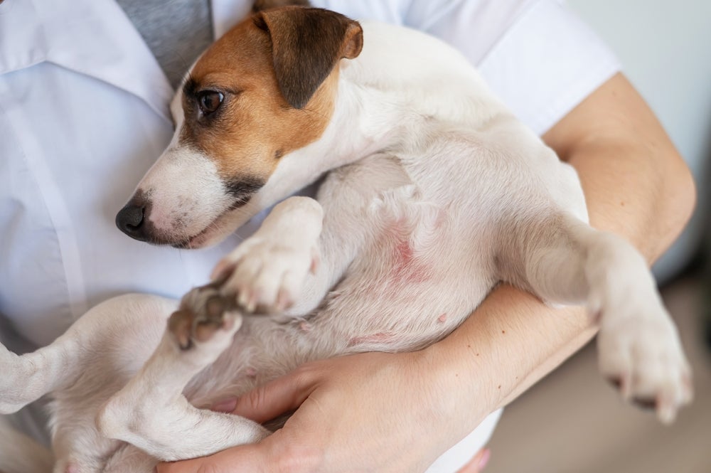 As feridas em cachorro precisam ser avaliadas por um profissional