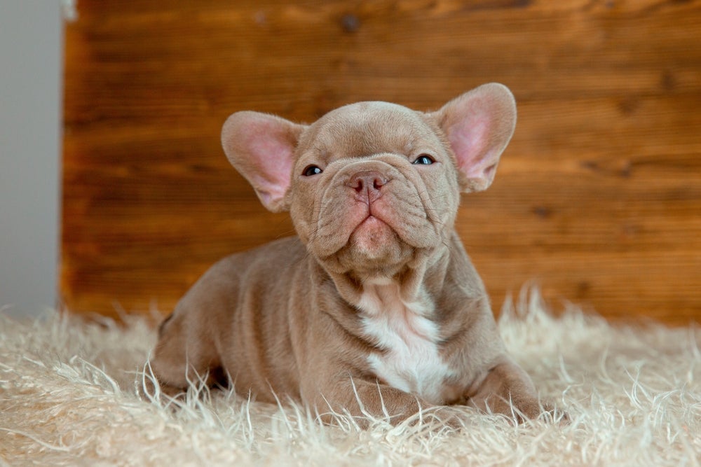 Saiba o que esperar de um cachorro filhote nos primeiros 30 dias após adoção 