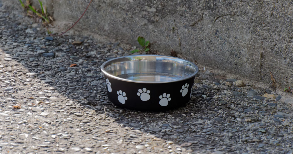 As fontes de água na rua podem ser um risco para o cachorro com sede e calor
