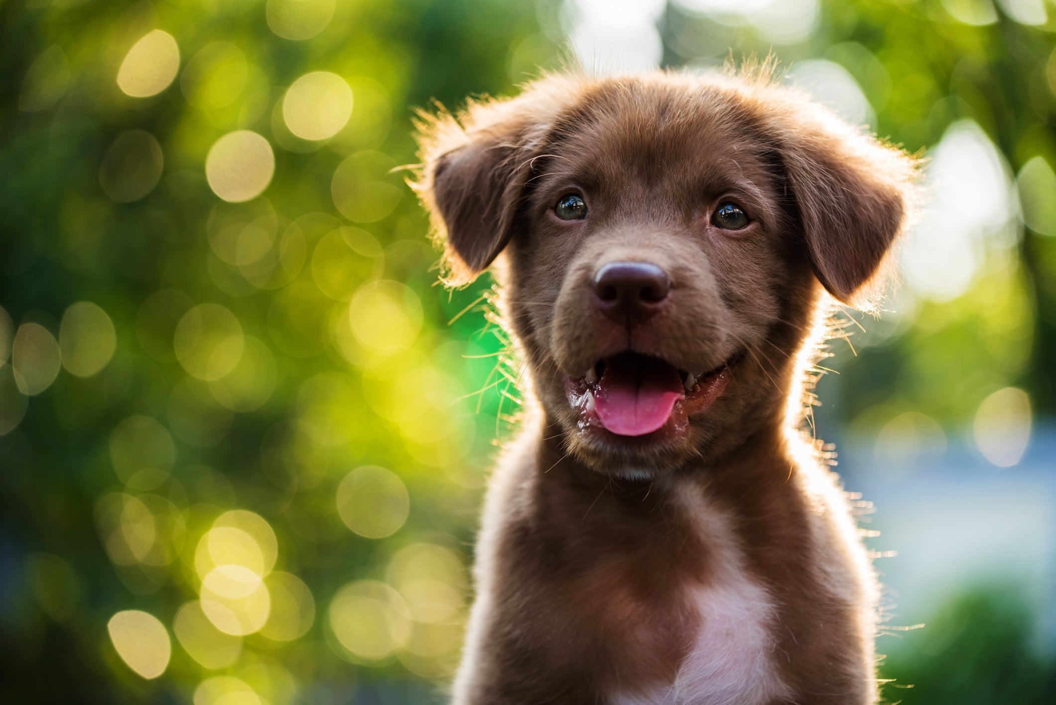 Confira 100 fotos de filhotes cachorros e se apaixone