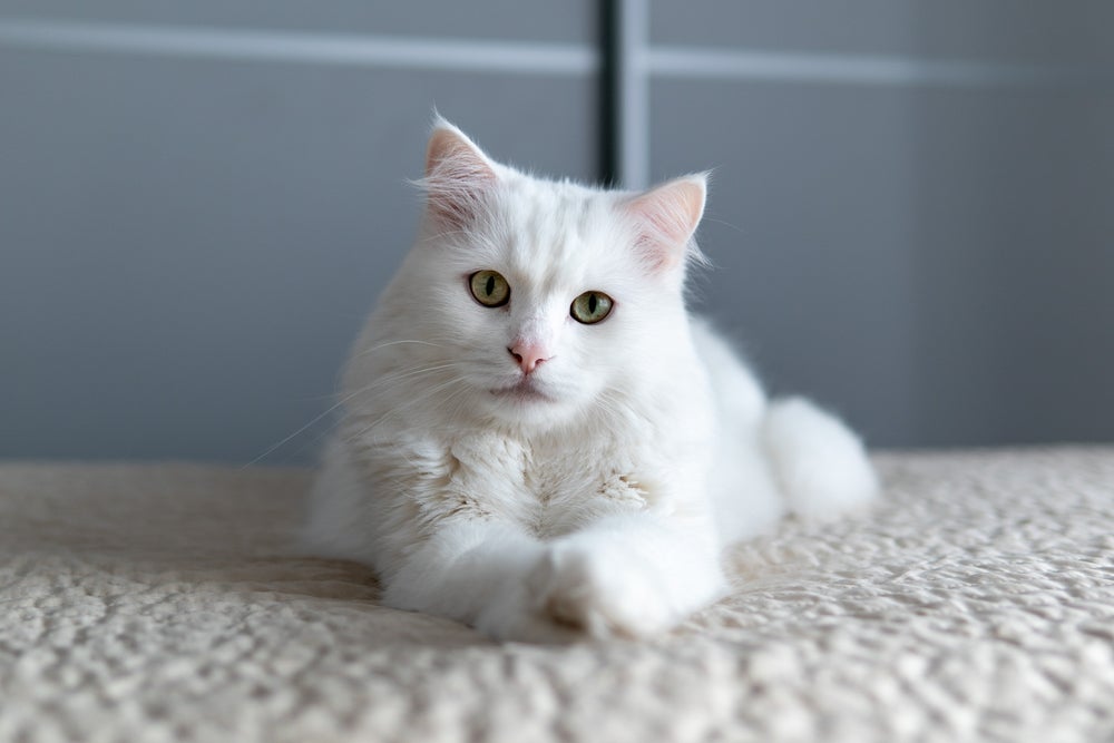O gato Angorá tem várias qualidades únicas